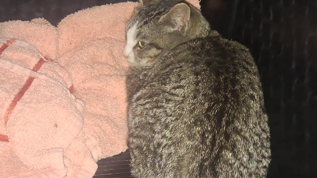 The 2nd kitten trapped/rescued, ready for transport