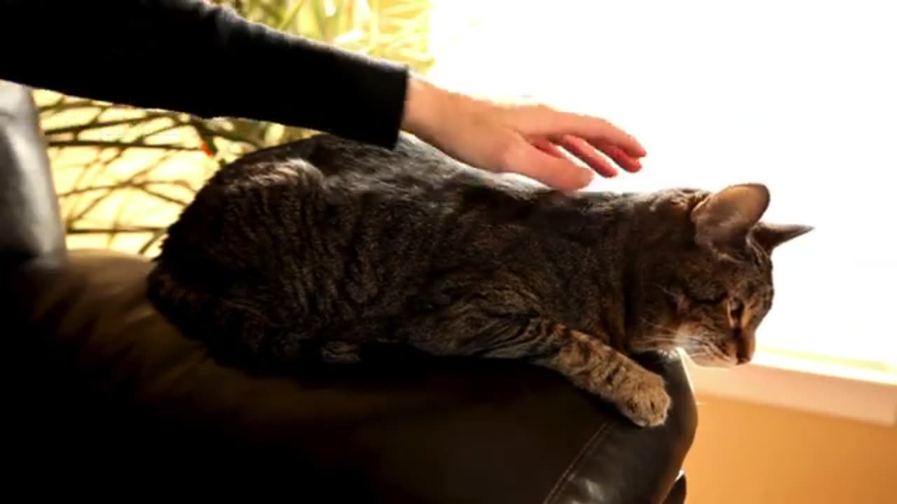 Animal understand