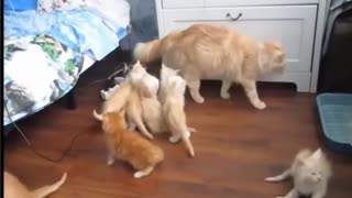 🤯🐾 How Is This Even Possible? You Have to See It! | FunFM