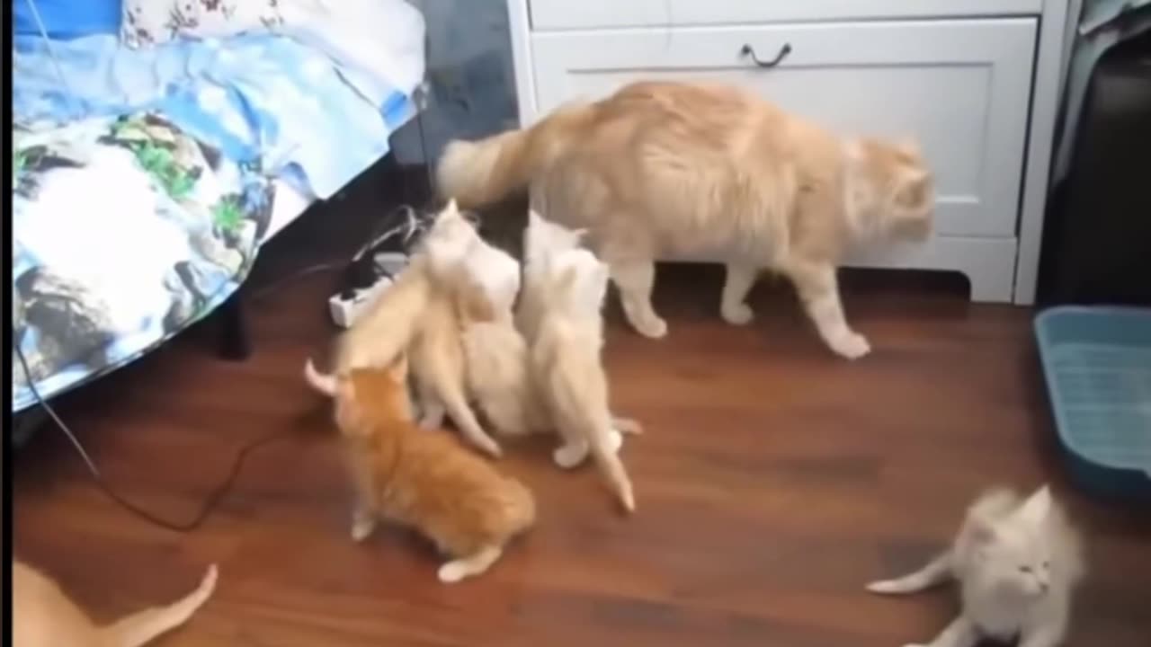 🤯🐾 How Is This Even Possible? You Have to See It! | FunFM