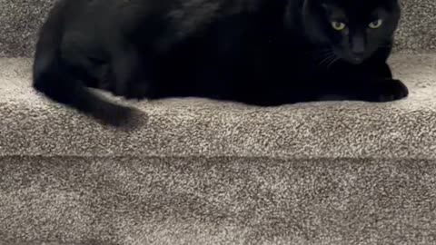 Cute Precious Piper Doesn't Play in Front of the Camera - My Adopted Shelter Cat Vlog #shorts