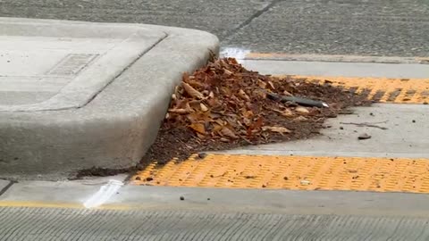 Police searching for driver who struck, killed man near Ballard High