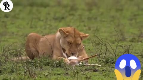 The lioness eats a baby gazelle alive while the lioness sisters and the wildebeest watch.