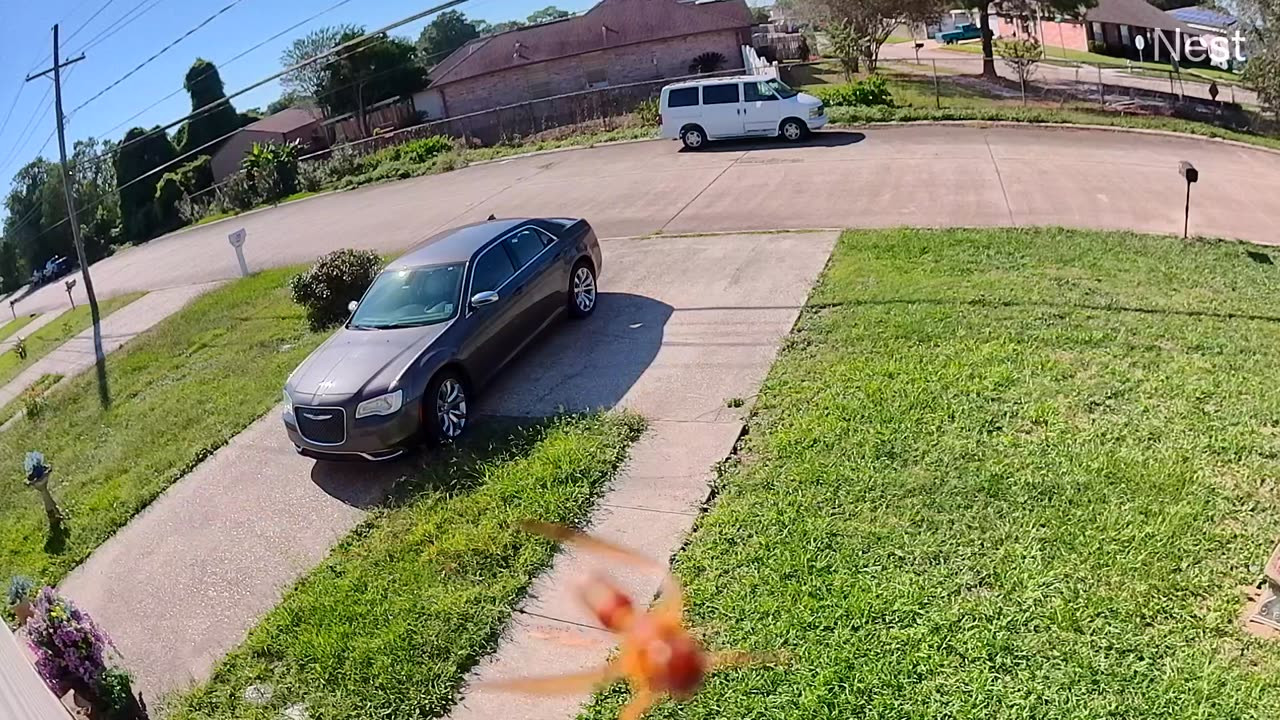 Deadly Sting Japanese Hornet Large Wasp Flying By Nest Camera