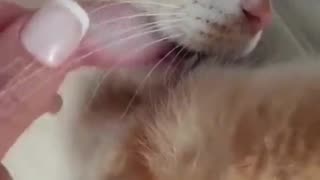 😴 Cats Can Be So Sleepy Sometimes | FunFM