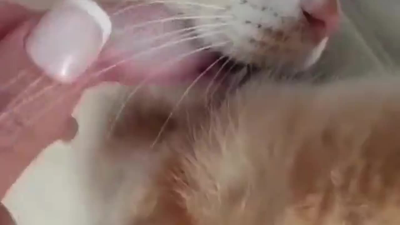 😴 Cats Can Be So Sleepy Sometimes | FunFM