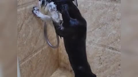 Dogs love to bathe and play in water