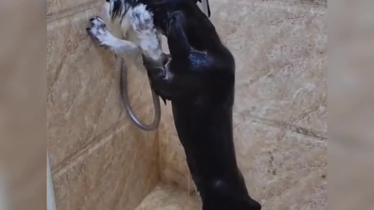 Dogs love to bathe and play in water