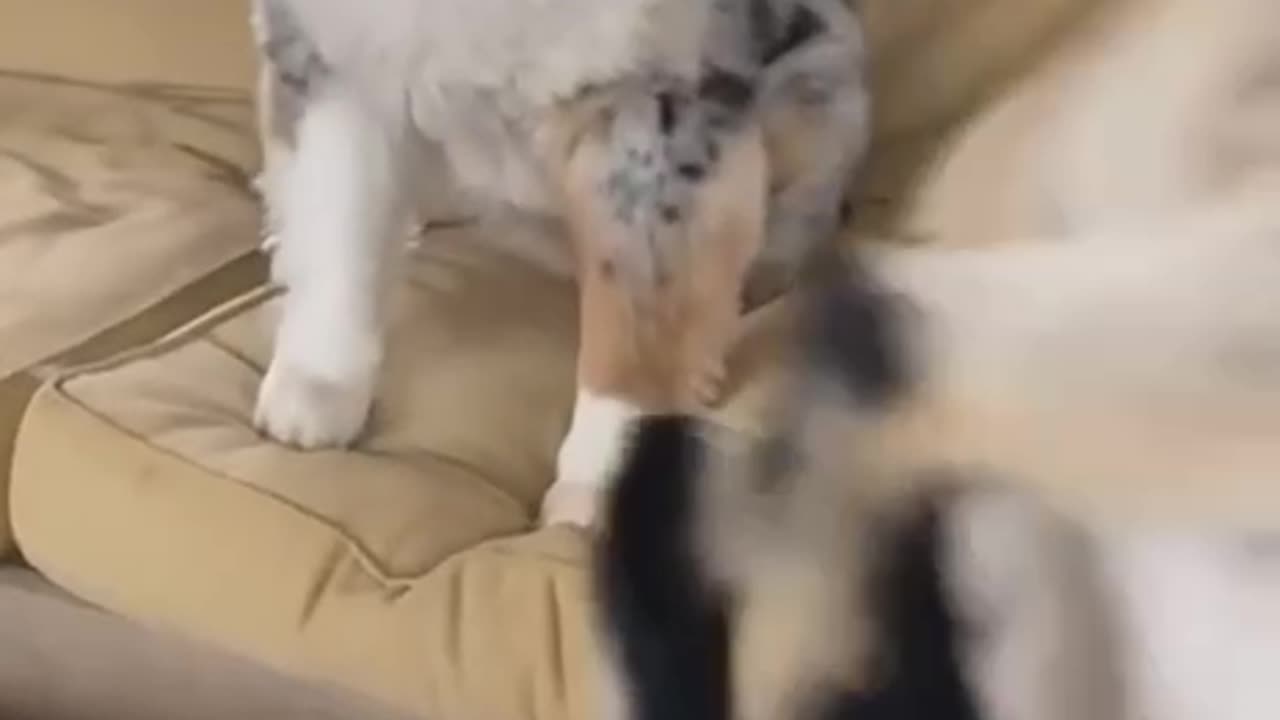 Got vs Dog: Who Will Win This Funny Battle? Prepare to Laugh!