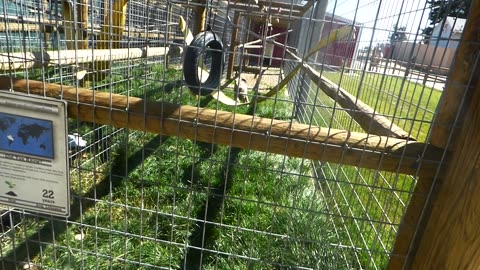 Mowgli RUNS over to see me