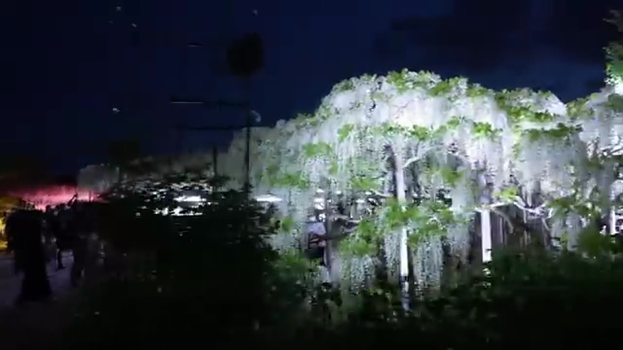 The World's Most Beautiful Wisteria Garden(Ashikaga Flower Park 2021)4K ~ Reloaded from Ninja Walking