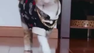 😺 Pretty Cat's Cute Reaction Will Melt Your Heart! | FunFM