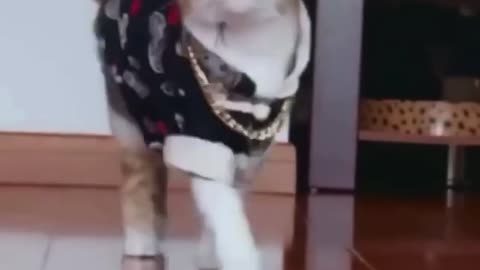 😺 Pretty Cat's Cute Reaction Will Melt Your Heart! | FunFM