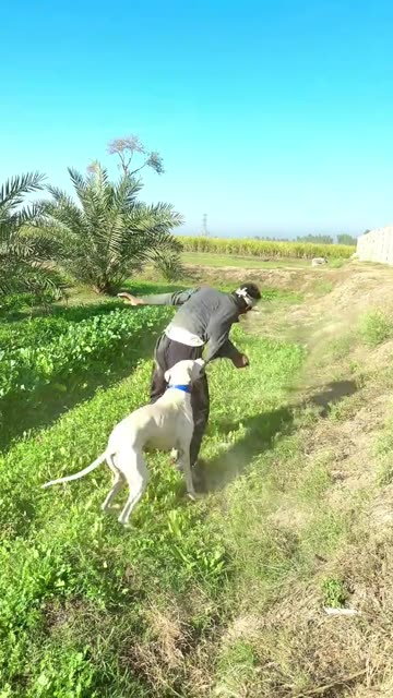 Wait For Dog 🐕😂 | Funniest & Cutest Dog Moment You Must See 😇