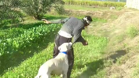 Wait For Dog 🐕😂 | Funniest & Cutest Dog Moment You Must See 😇