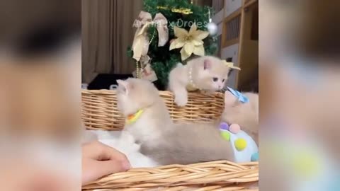 Internet’s Funniest Animal Video Ever – Epic Laughs Guaranteed 2025