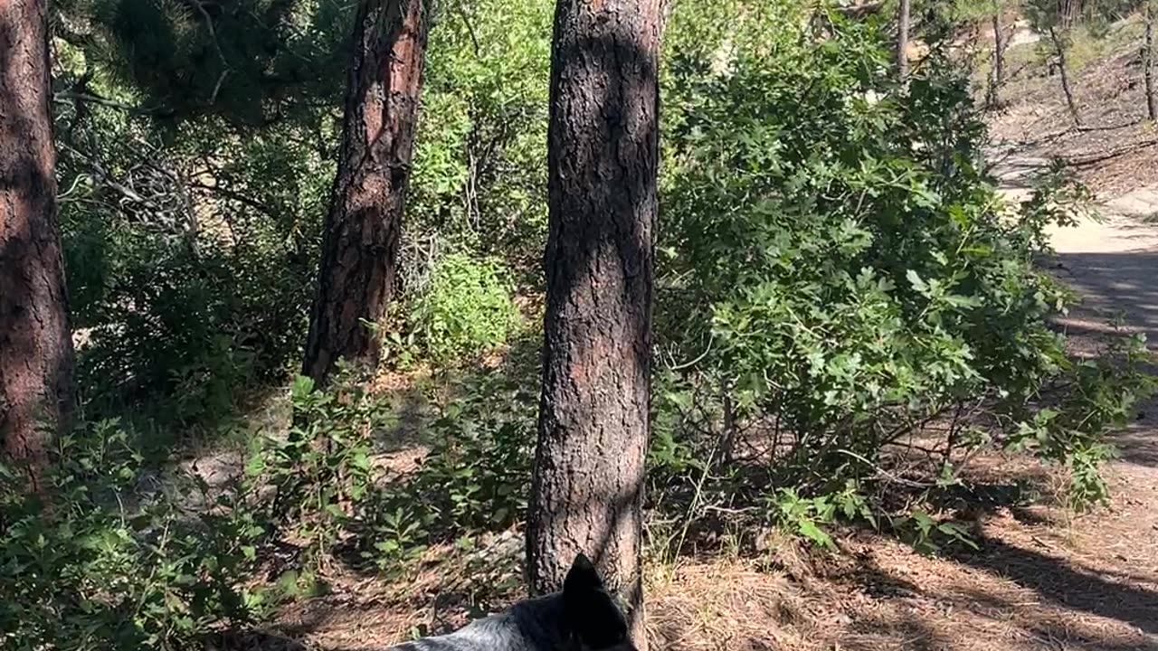 Heeler Climbs a Tree for a Branch