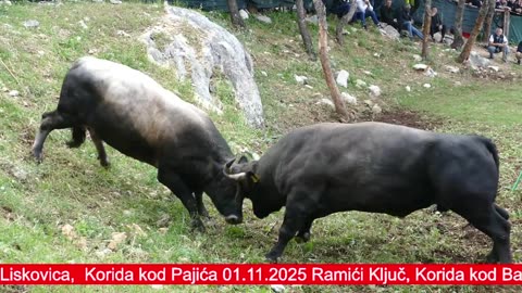 BiH i HR koride 2025