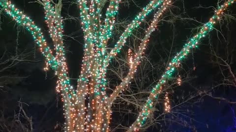 Rock City Lights is our Family Tradition