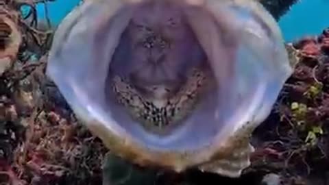 The giant frogfish yawning in gills cleaning action....