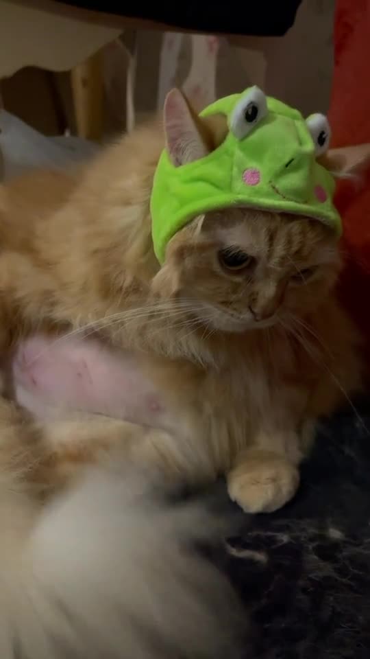 Funny Cat Video 38 - my cat is not in the mood