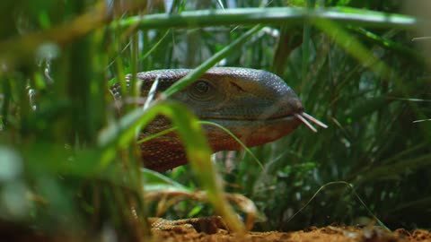 Los animalitos de Andy - T01E15 - En Movimiento