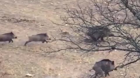 Monster: Wild Boars Attack Hunters!!!