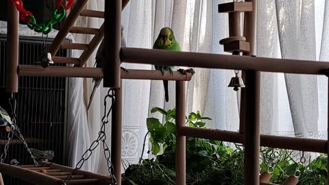 Herman & Finarfin Are Friends