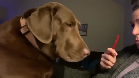 Funny Animal World: Your Go-To Channel for Hilarious and Adorable Animal Moments!