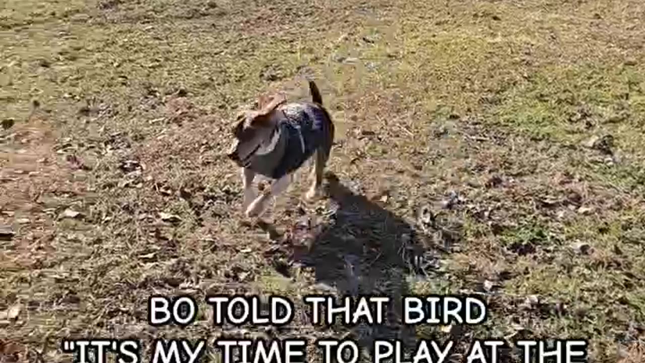 He was just happy to get to run and play. #livingwithabeagle #funny #shortsvideo #memes