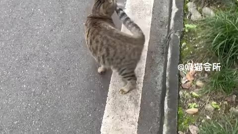 who taught you to pet a cat like this