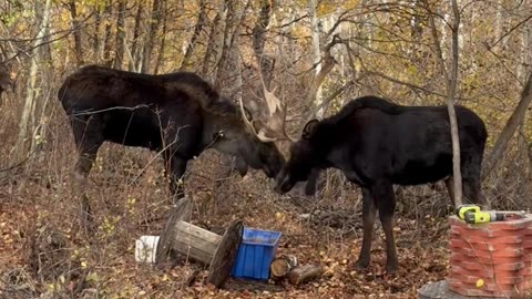 Moose in the Forest