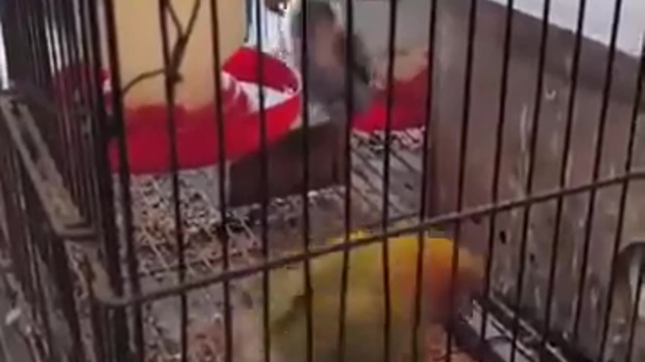 🤣🐦 The Funniest Bird Doing Its Thing! | FunFM