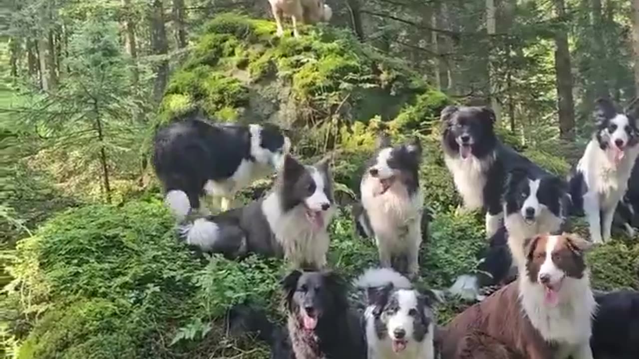 20 seconds, 13 dogs, 1 picture.. 👌