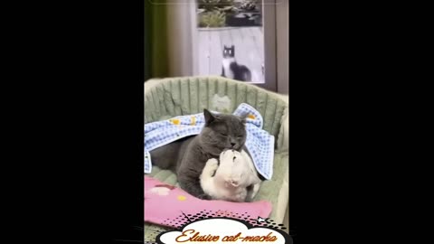 Elusive cat-macho.