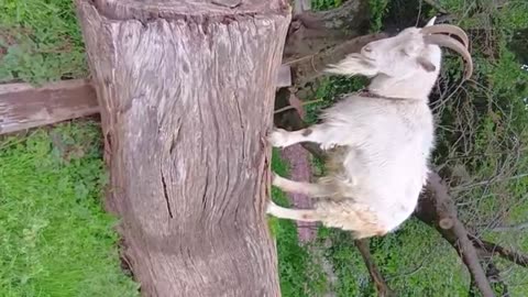 山羊さんと俺、睨んでいるからね