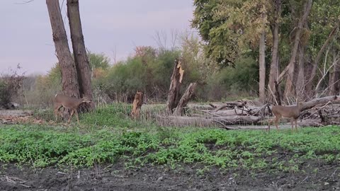 Deer show up for the Duck Hunt
