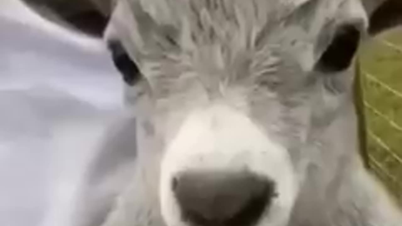 You not expect animal,s do this😱😱😱