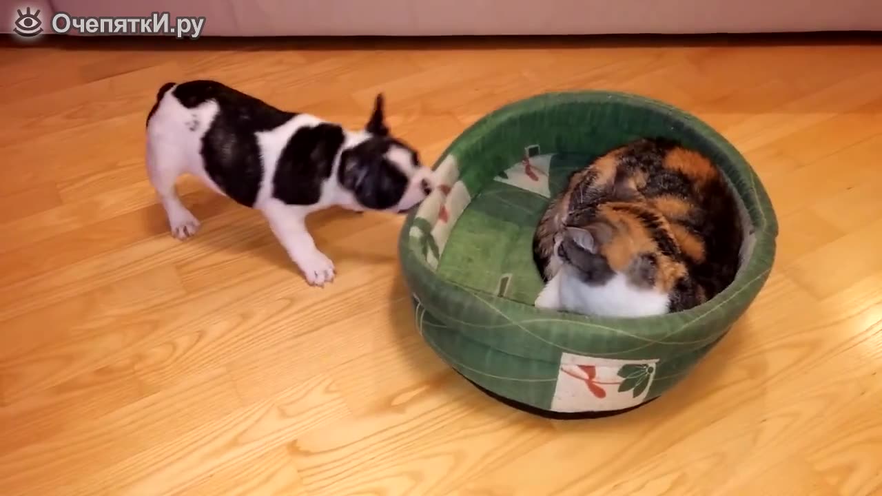 Poor puppy