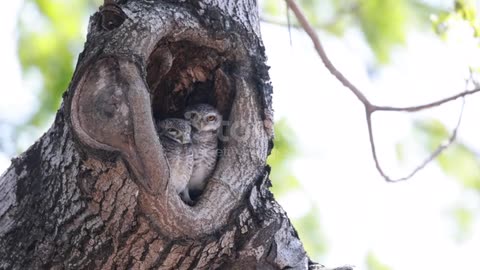 A pair of young owls perched inside a hollow tree,