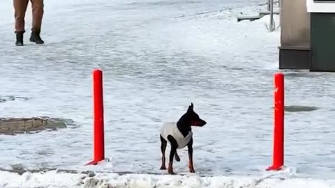 Funniest videos of animals dog, horse , kangaroo
