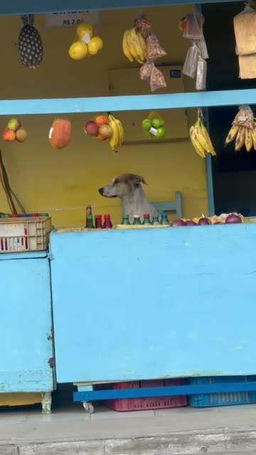 Vendor Dog At Fruit Counter