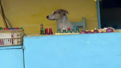 Vendor Dog At Fruit Counter