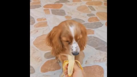 Dog Eating Banana Very Nice Video