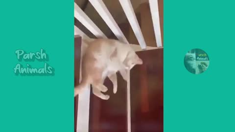 Funny animals
