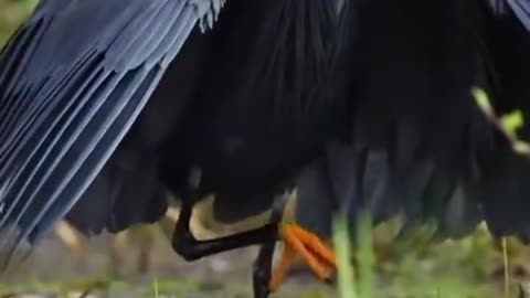 Dance of Love in the Bird World