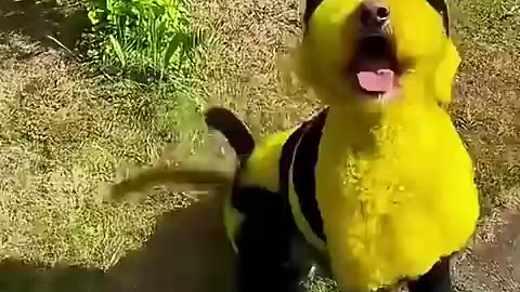 Shocking: Dogs with Hair Goals… or Hair Fails? You Decide!