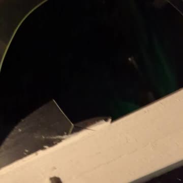 Dog Walking (June 2023)