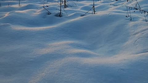 Winter Snow