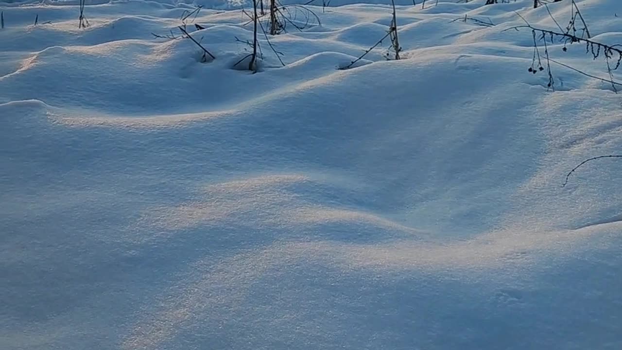 Winter Snow